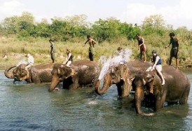 elephant-bathing